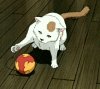 avatar_Naruto-Cat000