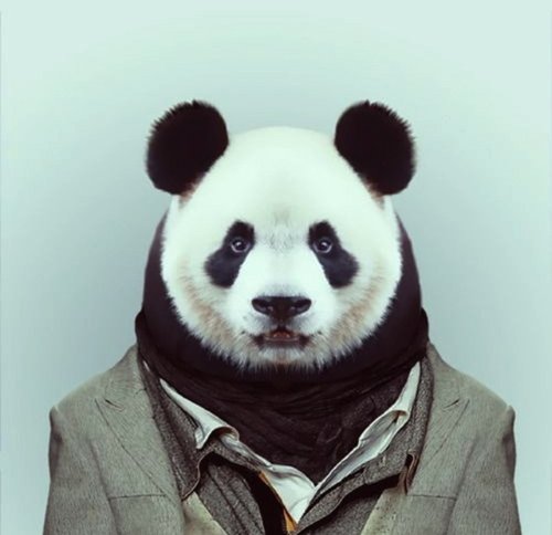 panda avatar